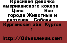 Красивая девочка американского кокера › Цена ­ 35 000 - Все города Животные и растения » Собаки   . Курганская обл.,Курган г.